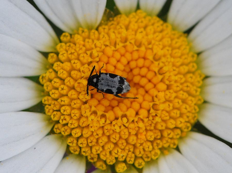 La vita in un fiore - seconda parte